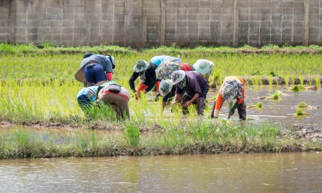 AI 边缘计算落地稻田:15 分钟精准配肥,让化肥利用率提升 20% 的智慧种植革命